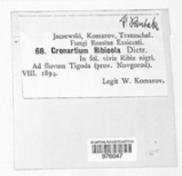 Cronartium ribicola image